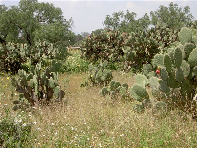 Mexican Cacti
